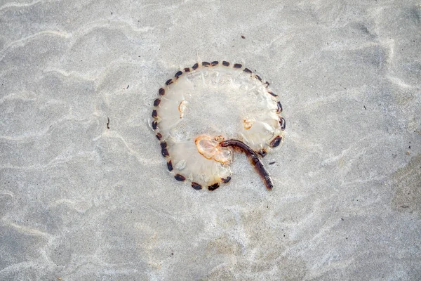 Kompas Meduza Chrysaora hioscella, zachodnie wybrzeże Donegal, Irlandia. — Zdjęcie stockowe