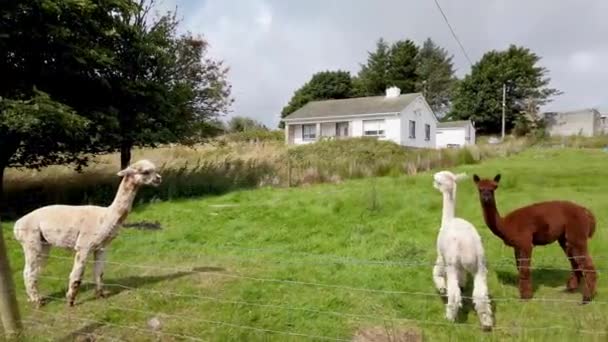 Grupa alpak cieszących się słońcem w hrabstwie Donegal - Irlandia — Wideo stockowe