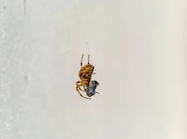 Cross Orb weaver spider eating prey in Ireland - View from the underside — Stock Photo, Image