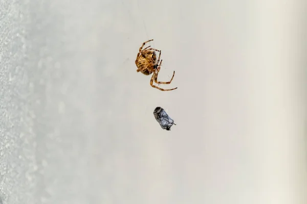 Kreuzkugelweberspinne frisst Beute in Irland - Blick von unten — Stockfoto