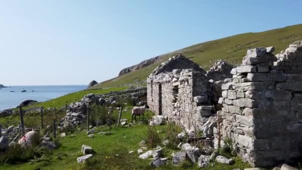 Ovelhas que correm para casa abandonada em um porto entre Ardara e Glencolumbkille no Condado de Donegal - Irlanda. — Vídeo de Stock