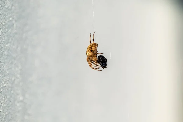 Kreuzkugelweberspinne frisst Beute in Irland - Blick von unten — Stockfoto