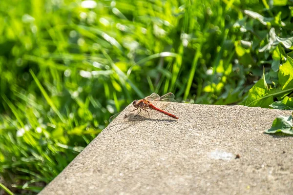 多内加尔-爱尔兰县的普通蜻蜓近景- -交感神经纹状体. — 图库照片