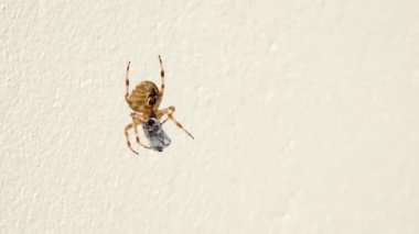 Çapraz Orb dokumacı örümceği İrlanda 'da avını yiyor.