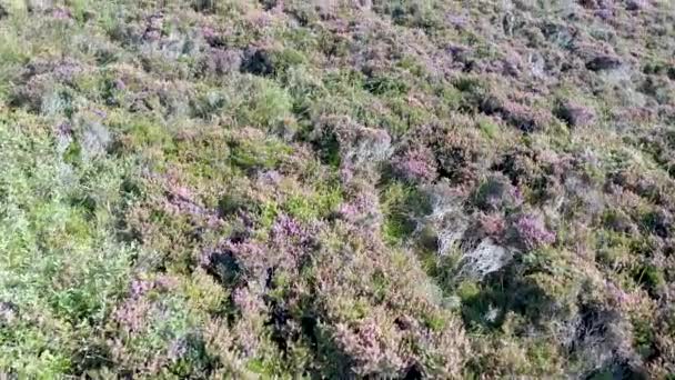 Voler au-dessus de bruyère dans le comté de Donegal - Irlande — Video