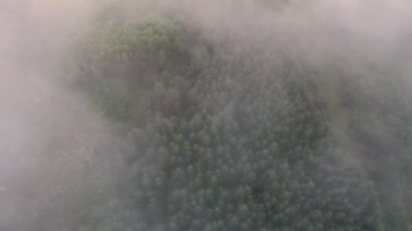 Portnoo, County Donegal, İrlanda 'daki İrlanda kıyısındaki ormanın üzerine sis çöküyor.