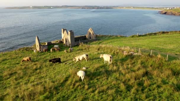 Los restos de la fábrica de algas de 1790 a 1805 Teach Dearg o la Casa Roja en Crohy head cerca de Maghery, Dunloe, Condado de Donegal - Irlanda — Vídeo de stock