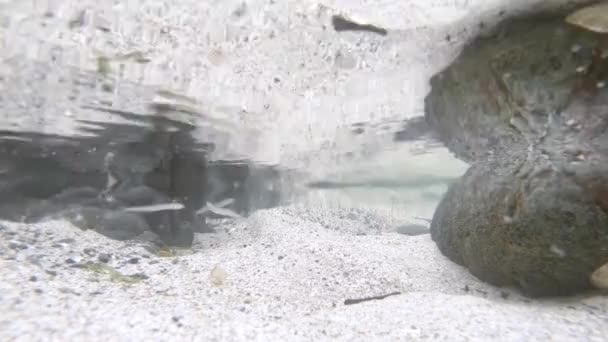 Vista submarina de la costa oeste de Donegal en la ruta atlántica salvaje en Irlanda con un arroyo submarino que viene desde la izquierda, incluyendo peces recién nacidos — Vídeos de Stock