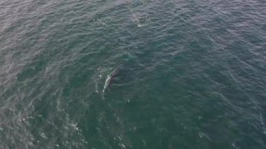 İrlanda Donegal Körfezi 'nde beslenen yüzgeç balina Balaenoptera physalus' un havadan görünüşü.