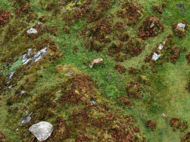 İrlanda 'nın Donegal ilçesinde yalnız kızıl geyik geyiği.