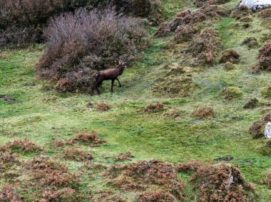 İrlanda 'nın Donegal İlçesi' ndeki tekdüze geyik çiftliği sırasında yalnız kızıl geyik..