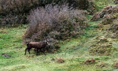 İrlanda 'nın Donegal İlçesi' ndeki tekdüze geyik çiftliği sırasında yalnız kızıl geyik..