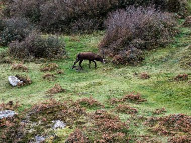 İrlanda 'nın Donegal İlçesi' ndeki tekdüze geyik çiftliği sırasında yalnız kızıl geyik..