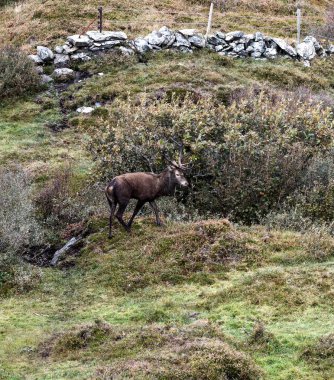 İrlanda 'nın Donegal İlçesi' ndeki tekdüze geyik çiftliği sırasında yalnız kızıl geyik..
