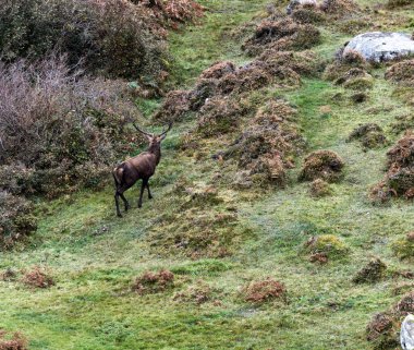 İrlanda 'nın Donegal İlçesi' ndeki tekdüze geyik çiftliği sırasında yalnız kızıl geyik..