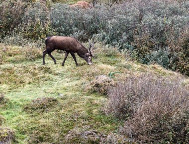 İrlanda 'nın Donegal İlçesi' ndeki tekdüze geyik çiftliği sırasında yalnız kızıl geyik..