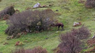 İrlanda 'nın Donegal İlçesi' ndeki tekdüze geyik çiftliği sırasında yalnız kızıl geyik..