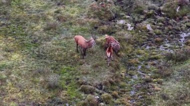 İrlanda Donegal İlçesi 'nde geyik kovalamacası.