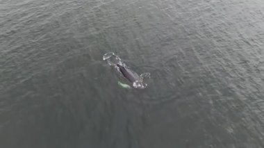 Kambur Balinalar, Megaptera novaeangliae, Donegal Körfezi, İrlanda.