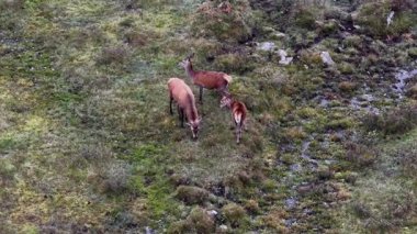 İrlanda Donegal İlçesi 'nde geyik kovalamacası.