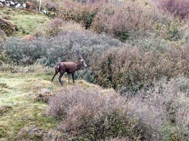 İrlanda 'nın Donegal İlçesi' ndeki tekdüze geyik çiftliği sırasında yalnız kızıl geyik..