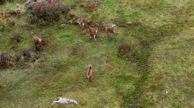 İrlanda 'nın Donegal ilçesinde geyiğe saldıran kızıl geyik.