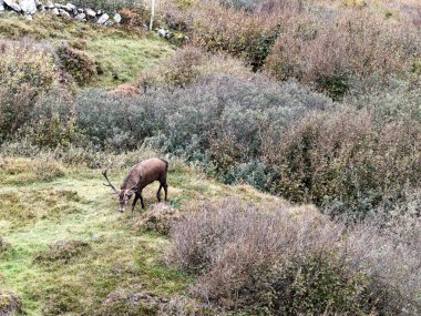 İrlanda 'nın Donegal İlçesi' ndeki tekdüze geyik çiftliği sırasında yalnız kızıl geyik..
