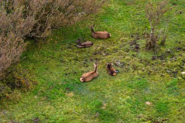 İrlanda 'nın Donegal ilçesinde dinlenen kızıl geyikler.