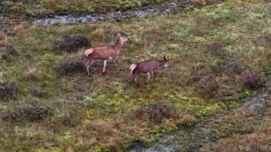 Red deer hinds moving and feeding in County Donegal, Ireland