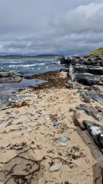 Seagulls feeding at Carrickfad, Portnoo beach in County Donegal, Ireland