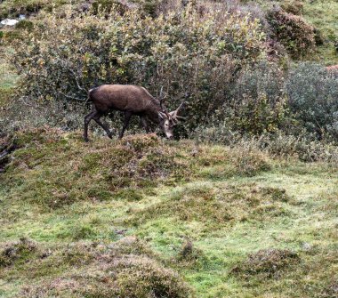İrlanda 'nın Donegal İlçesi' ndeki tekdüze geyik çiftliği sırasında yalnız kızıl geyik..