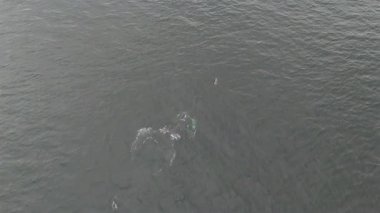 Kambur Balinalar, Megaptera novaeangliae, Donegal Körfezi, İrlanda.