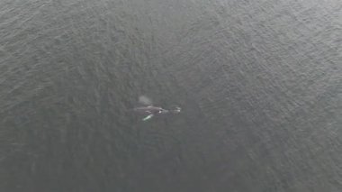 Kambur Balinalar, Megaptera novaeangliae, Donegal Körfezi, İrlanda.