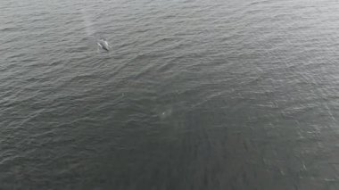 Kambur Balinalar, Megaptera novaeangliae, Donegal Körfezi, İrlanda.