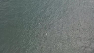 Common dolphins enjoying the Atlantic waters in County Donegal, Ireland.