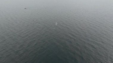 Aerial view of two fin whale, Balaenoptera physalus, and pne humpback feeding in Donegal Bay, Ireland.