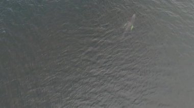 Kambur Balinalar, Megaptera novaeangliae, Donegal Körfezi, İrlanda.