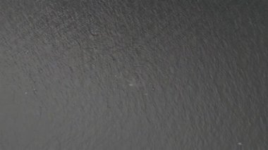 Kambur Balinalar, Megaptera novaeangliae, Donegal Körfezi, İrlanda.