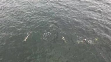 Common dolphins enjoying the Atlantic waters in County Donegal, Ireland.