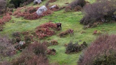 İrlanda 'nın Donegal İlçesi' ndeki tekdüze geyik çiftliği sırasında yalnız kızıl geyik..