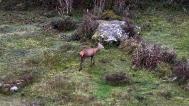 İrlanda 'nın Donegal İlçesi' ndeki tekdüze geyik çiftliği sırasında yalnız kızıl geyik..