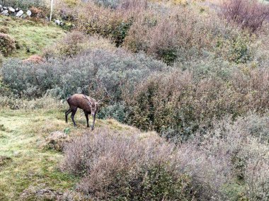 İrlanda 'nın Donegal İlçesi' ndeki tekdüze geyik çiftliği sırasında yalnız kızıl geyik..