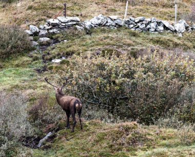 İrlanda 'nın Donegal İlçesi' ndeki tekdüze geyik çiftliği sırasında yalnız kızıl geyik..