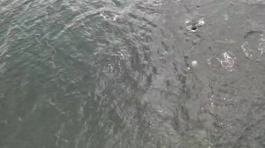 Common dolphins enjoying the Atlantic waters in County Donegal, Ireland.