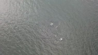 Common dolphins enjoying the Atlantic waters in County Donegal, Ireland.