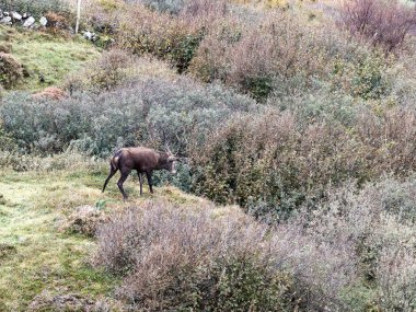 İrlanda 'nın Donegal İlçesi' ndeki tekdüze geyik çiftliği sırasında yalnız kızıl geyik..