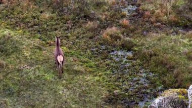 Red deer hind moving and feeding in County Donegal, Ireland