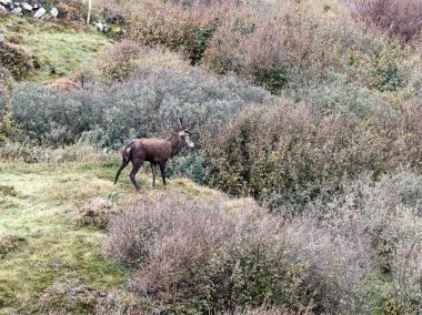 İrlanda 'nın Donegal İlçesi' ndeki tekdüze geyik çiftliği sırasında yalnız kızıl geyik..