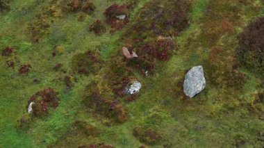 İrlanda 'nın Donegal İlçesi' ndeki tekdüze geyik çiftliği sırasında yalnız kızıl geyik..