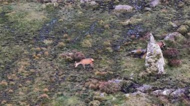 İrlanda 'nın Donegal ilçesinde kızıl geyikler besleniyor.